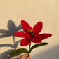 Make your own flower Bouquet