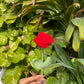 Make your own flower Bouquet