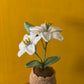 Double Lily Pot
