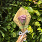 Large roses