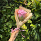 Large roses